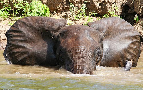 JK elephant