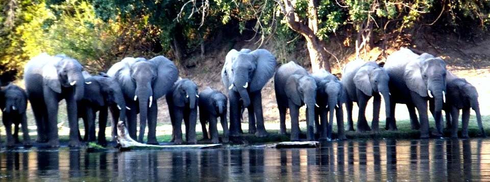 elephants